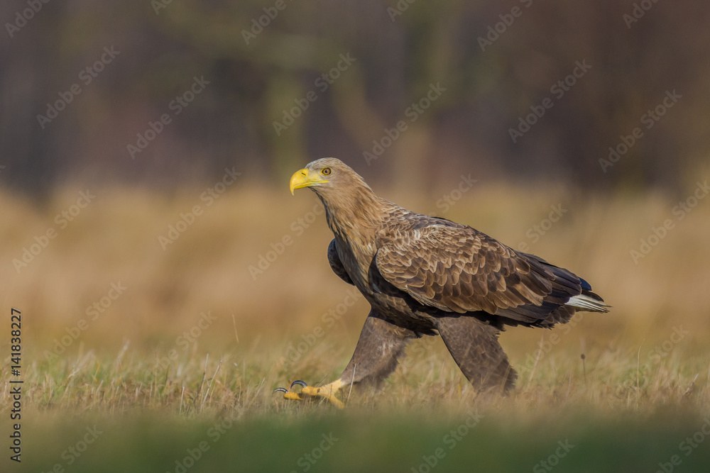 White-tailed Eagle/patrolling the meadow in the sun White-tailed Eagle/patrolling the meadow in the sun