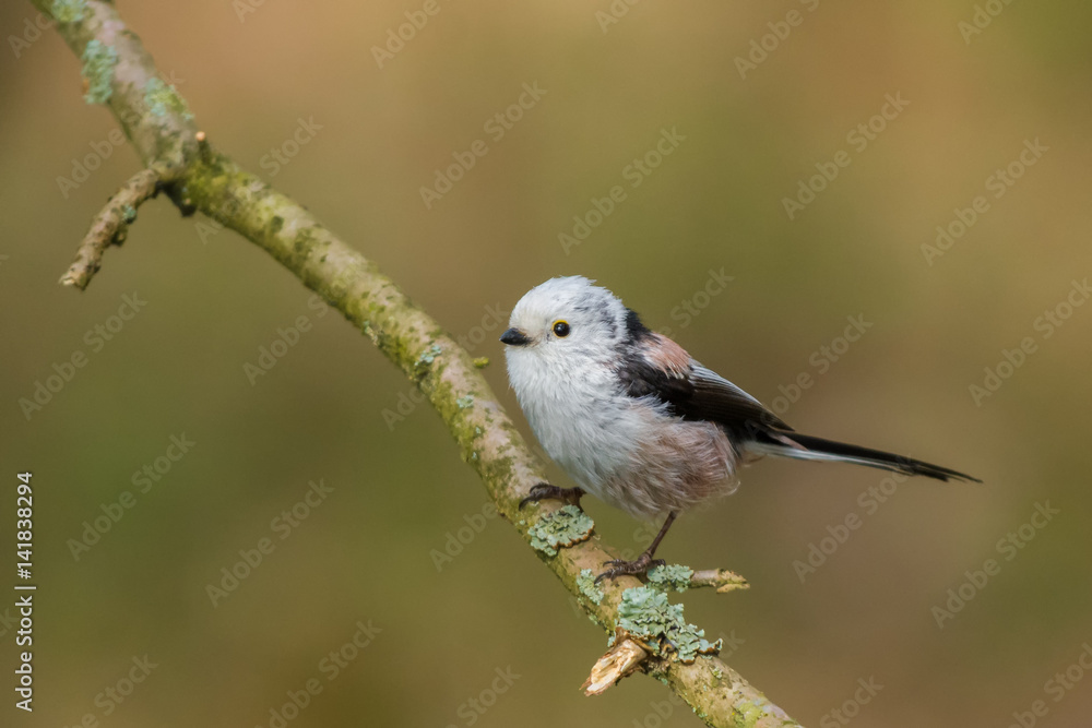 Fototapeta premium Northern Long-tailed/on a twig