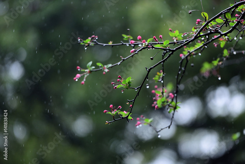 Flower buds and  young green leaves in spring rain. branches.Rainy weather concept.