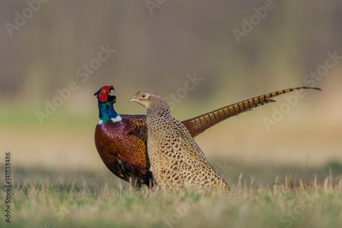 Common Pheasant/on the meadow in the sun big love
