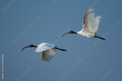 Black Headed ibis in flight