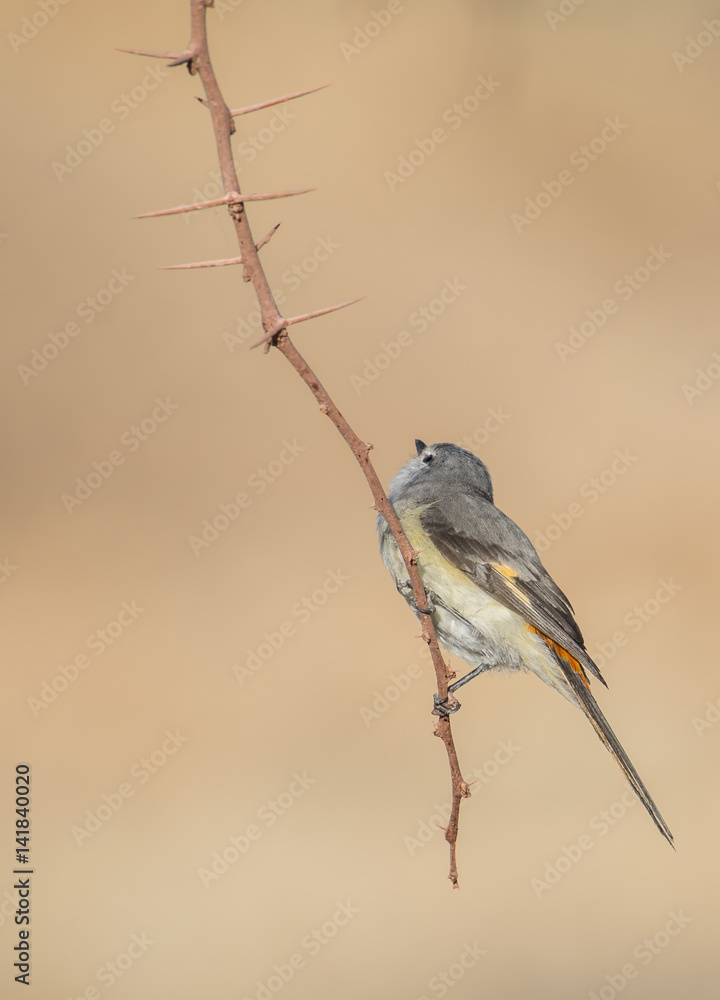 Small Minivet perched on a tree branch Small Minivet perched on a tree branch