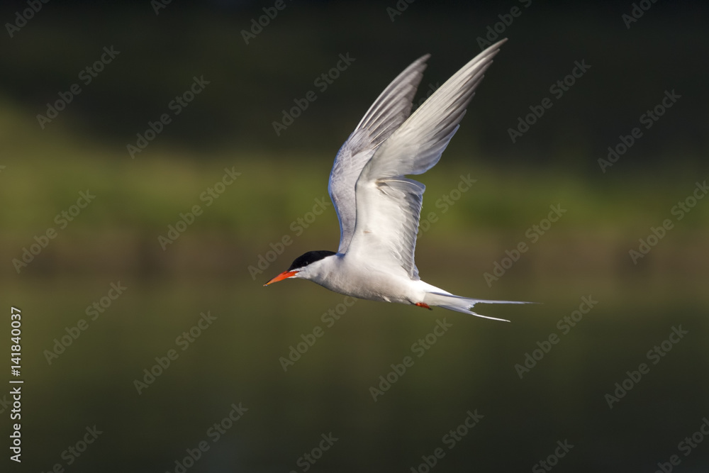 Obraz premium Common Tern, Sterna hirundo, hunting