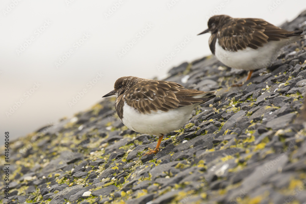 Closeup of a Rubby turnstone Arenaria interpres wading bird foraging between rocks at the sea coast Closeup of a Rubby turnstone Arenaria interpres wading bird foraging between rocks at the sea coast