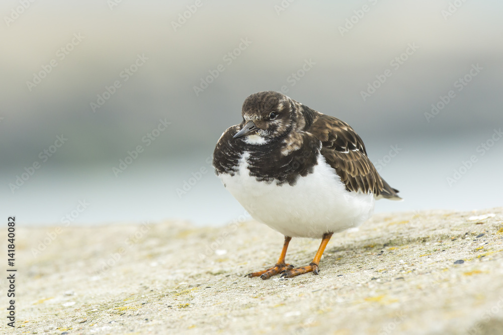Closeup of a Rubby turnstone Arenaria interpres wading bird foraging between rocks at the sea coast Closeup of a Rubby turnstone Arenaria interpres wading bird foraging between rocks at the sea coast