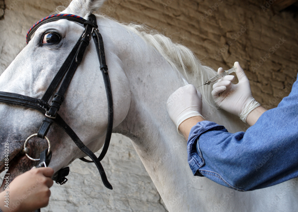 Vet injecting a horse intravenous foto de Stock Adobe Stock