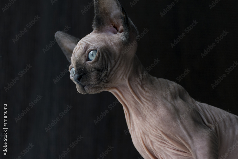kitten of the canadian Sphynx looks down, blue eyes, bald hairless cat
