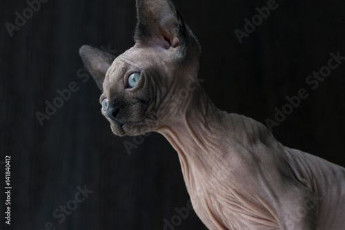 kitten of the canadian Sphynx looks down  blue eyes  bald hairless cat