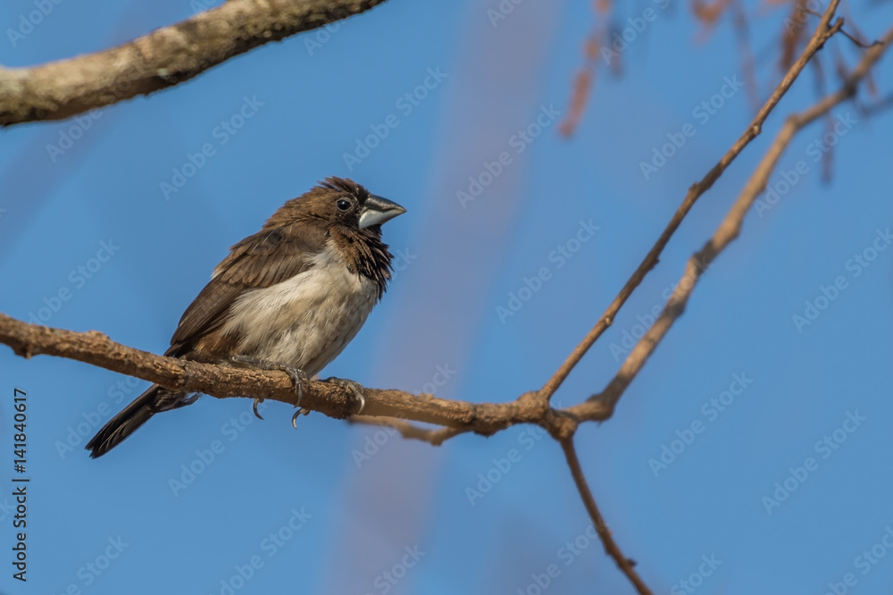 White Bellied Munia bird perched on a tiny plant
