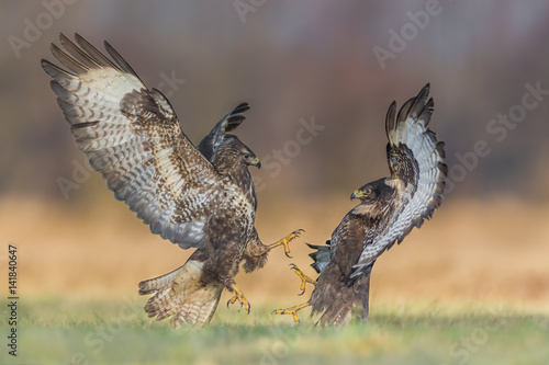 Common Buzzard/fight over the meadow