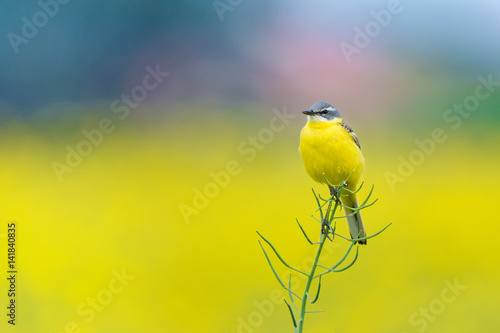 Yellow Wagtail/Spring