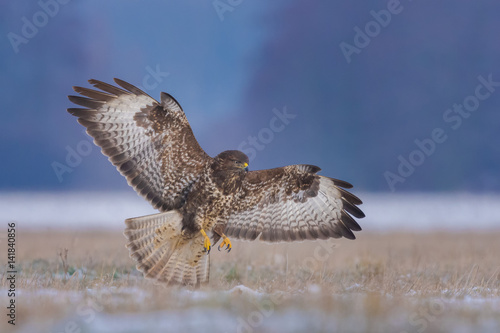 Common Buzzard/flight over the meadow