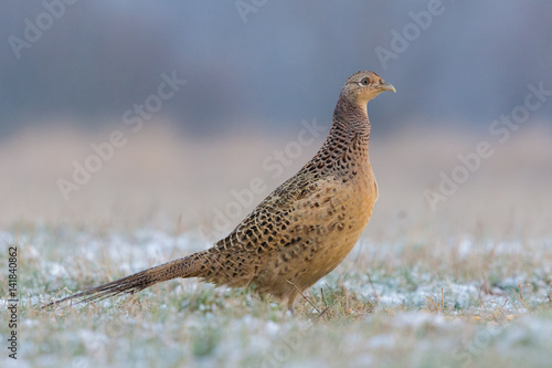 Common Pheasant/on the meadow