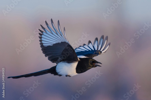Eurasian Magpie/in flight