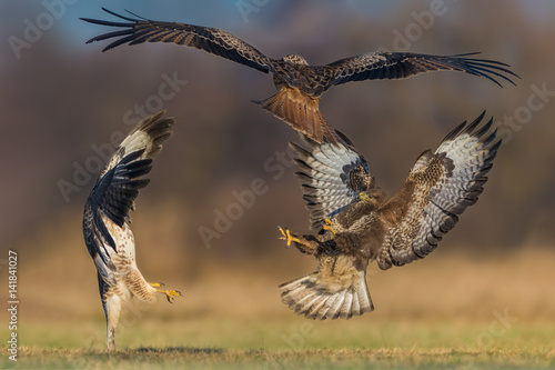Common Buzzard/fight over the meadow