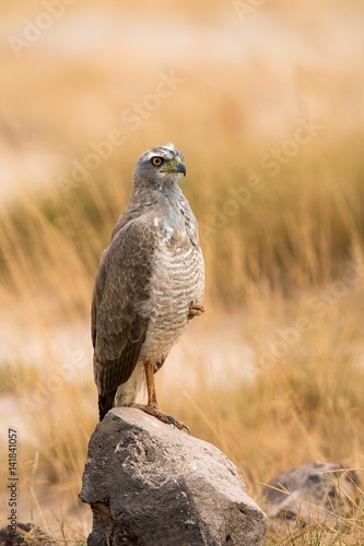 Amboseli Park,Kenya,Africa.A young hawk while resting in a funny position photo