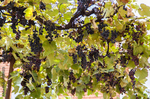 Violet ripe bunches of grape are hanging from top