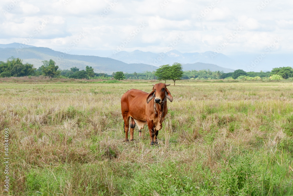 cow is grazing in the field, Thailand cow is grazing in the field, Thailand