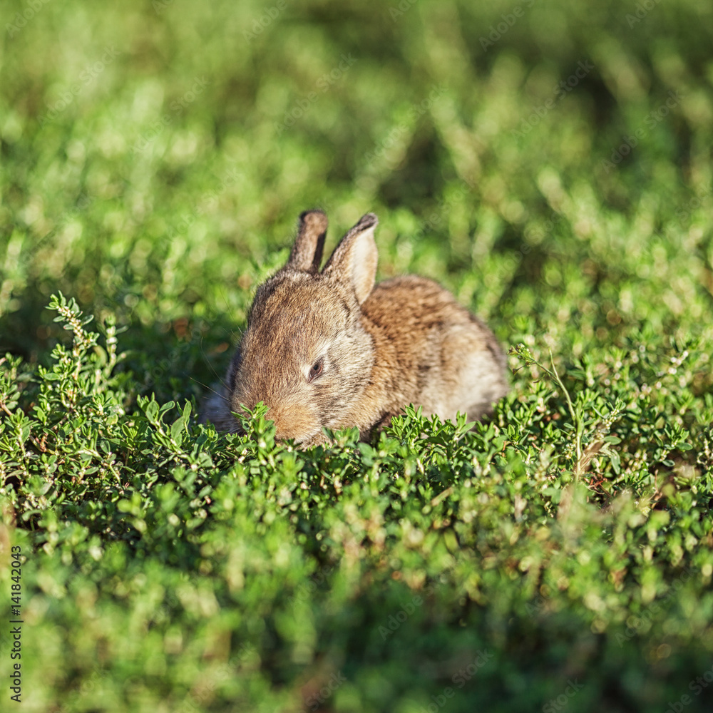 Fototapeta premium Portrait of little rabbit on green grass background