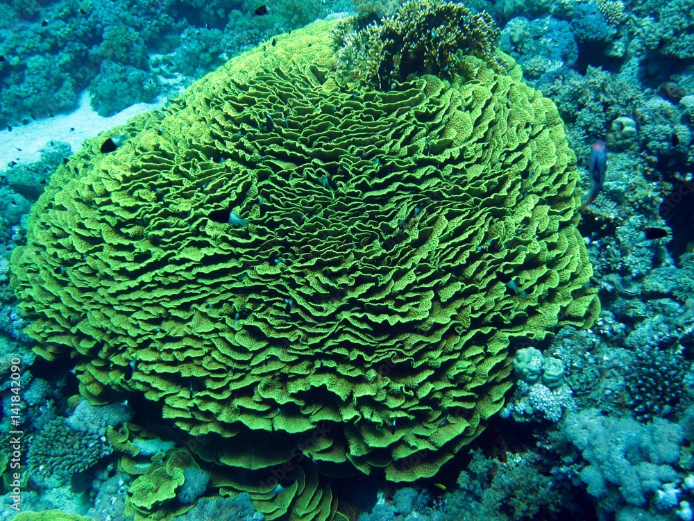 Corals in the Red Sea