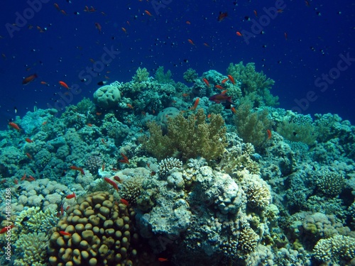 Fototapeta Naklejka Na Ścianę i Meble -  Beautiful Coral Reef in the Red Sea  