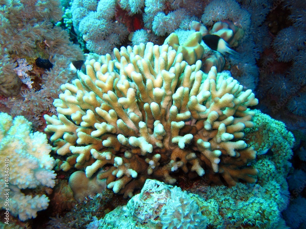 Corals in the Red Sea Corals in the Red Sea
