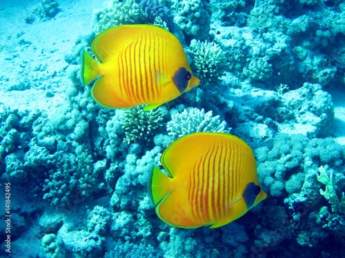 Butterfly fishes in the Red Sea 