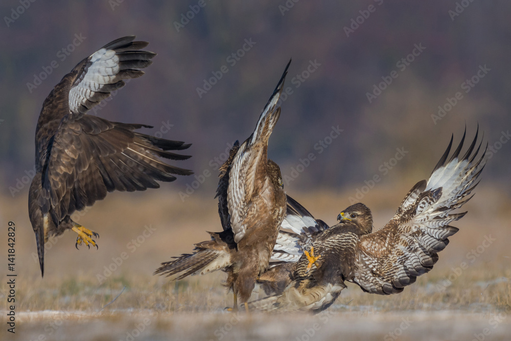 Fototapeta premium Common Buzzard/fighting in the meadow
