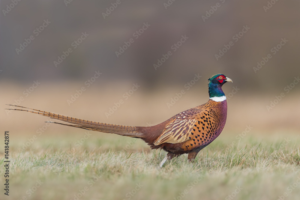 Fototapeta premium Common Pheasant/the meadow on a sunny day