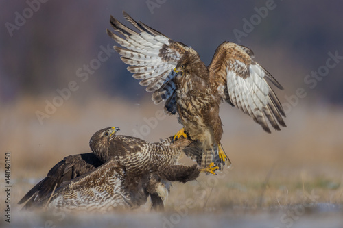 Common Buzzard/fighting in the meadow