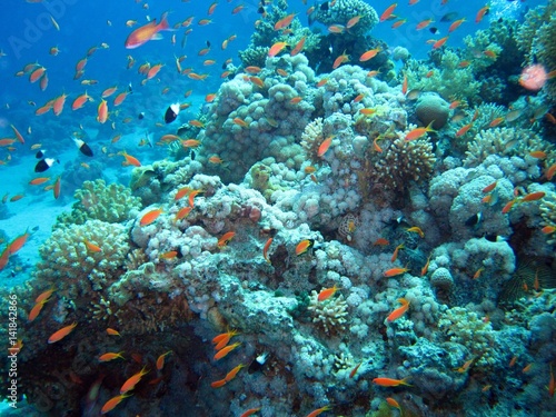 Beautiful Coral Reef in the Red Sea 