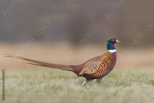 Common Pheasant/the meadow on a sunny day