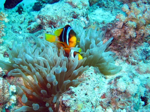 Clown fishes in the Red Sea 