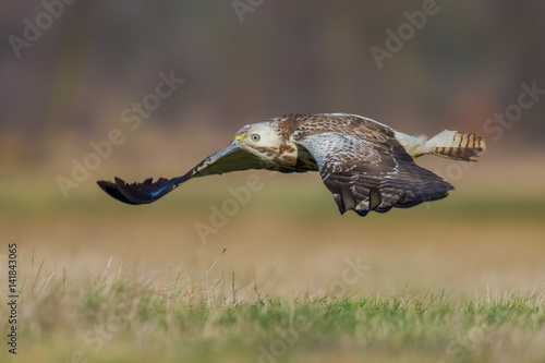 Common Buzzard/flying over the meadow
