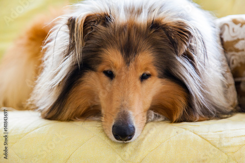 Nice cute dog (scottish collie) is lying on the sofa, dreaming and relaxing © Andrei Pogrebnoi