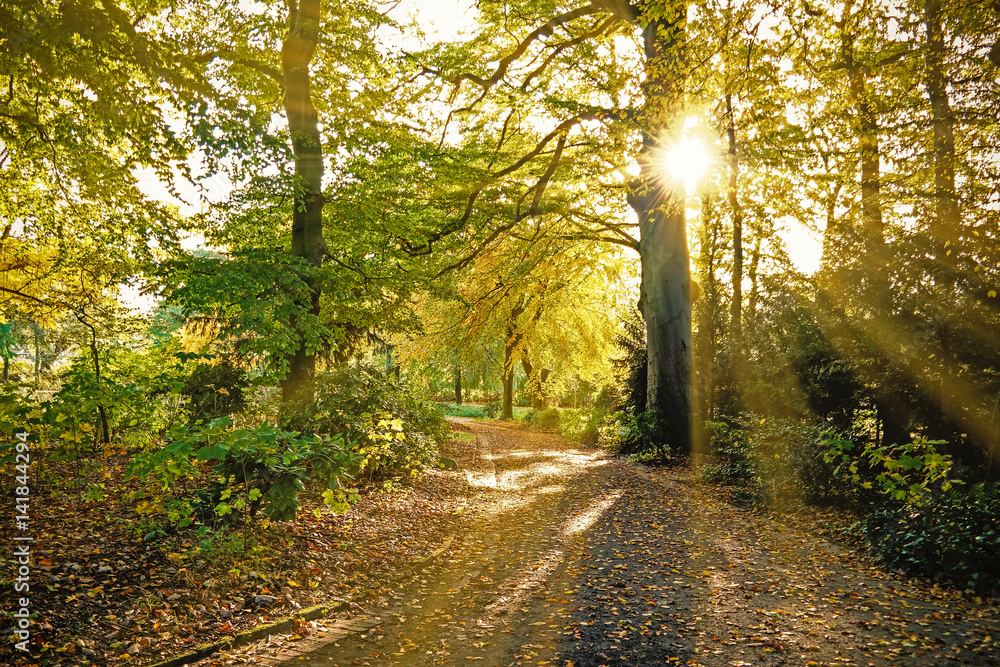 Fototapeta premium golden rays of sunlight shining through autumn colored trees in park
