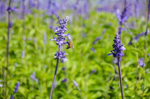 Bee at the purple flower
