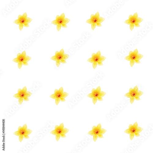 Pattern of yellow daffodils, flowers on white background. Narcissus flowers. Vector illustration