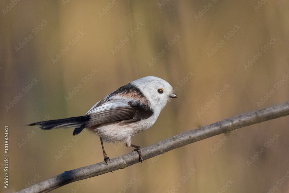 Fototapeta premium Northern Long-tailed/on a twig in spring