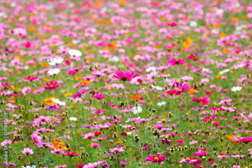 Pink flower meadows,Cosmos flower meadows,cosmos,background. © ownza