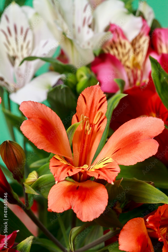 Fototapeta premium Alstroemeria flowers close-up
