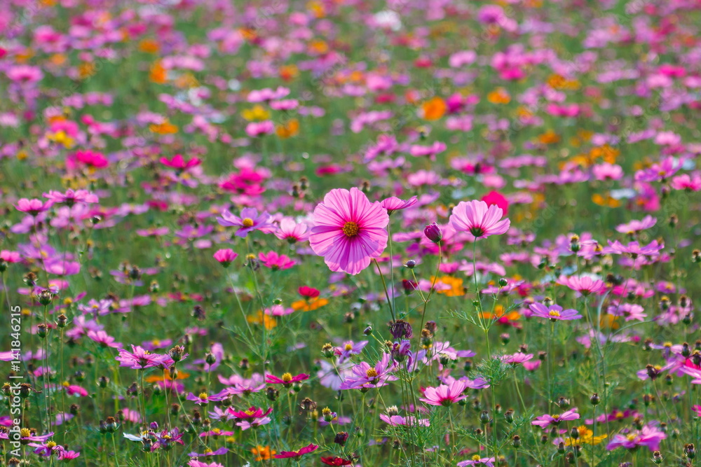 Pink flower meadows,Cosmos flower meadows,cosmos,background. Pink flower meadows,Cosmos flower meadows,cosmos,background.