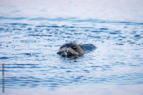 Raccoon Dog swimming