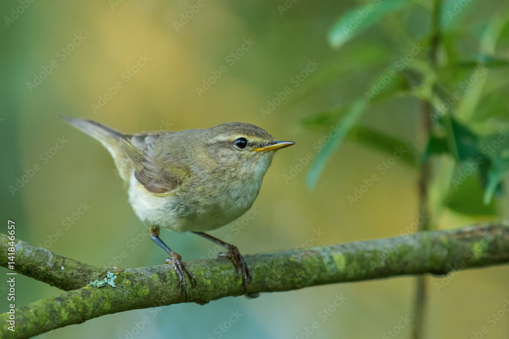 Sitting on a branch spring season/Common Chiffchaff Sitting on a branch spring season/Common Chiffchaff