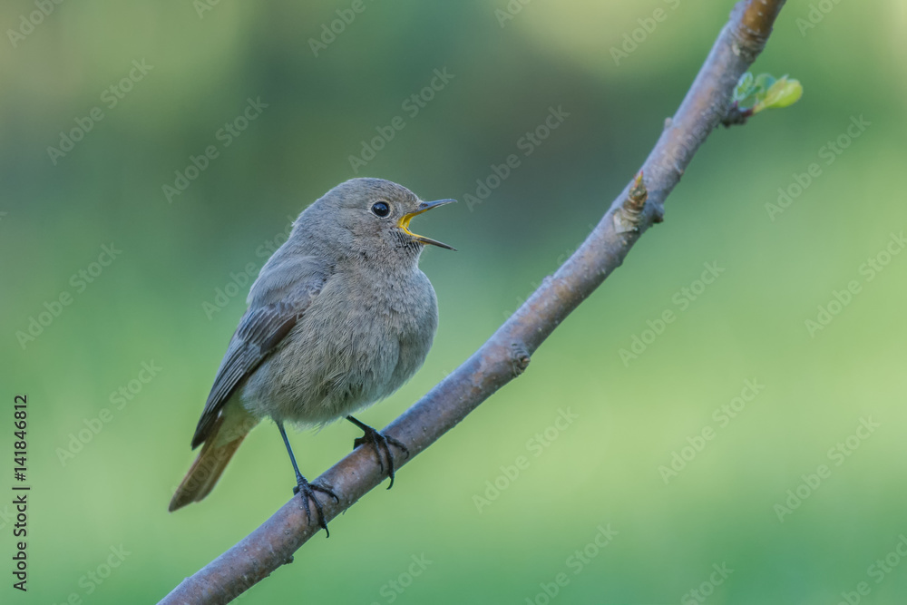 Black Redstart/in the forest spring season Black Redstart/in the forest spring season
