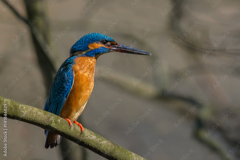 Fototapeta premium Common Kingfisher / Spring time at sunrise