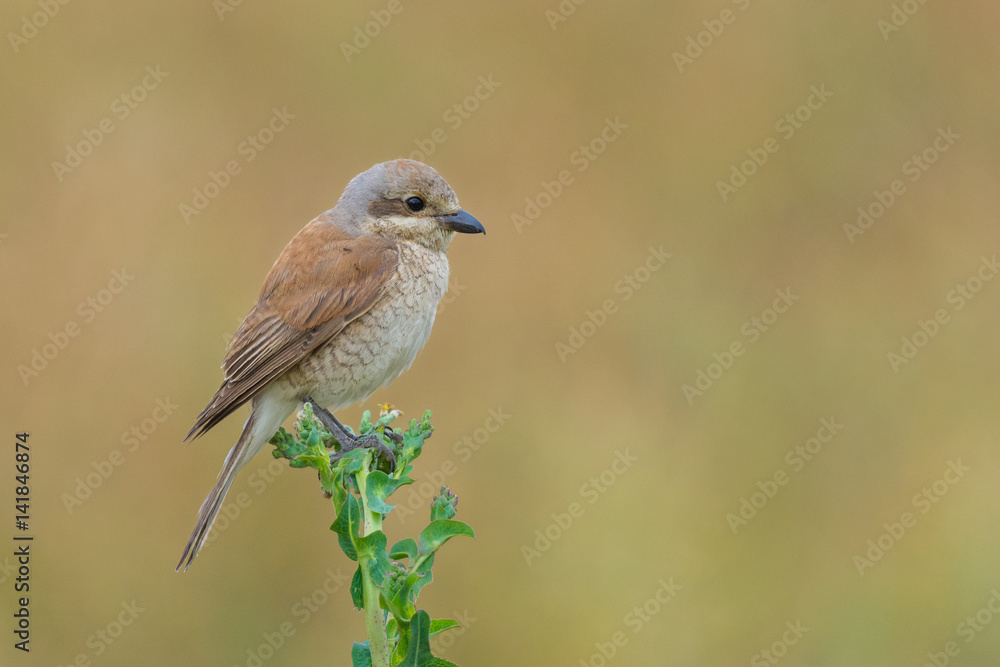Red-backed Shrike/on the background of meadows Red-backed Shrike/on the background of meadows