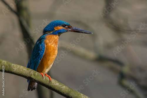 Common Kingfisher / Spring time at sunrise