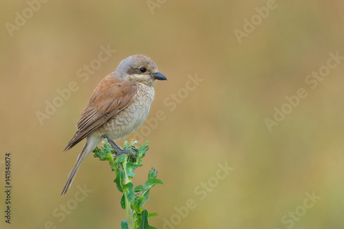 Red-backed Shrike/on the background of meadows