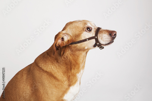 Fotografie Brown dog with halter sitting turned profile